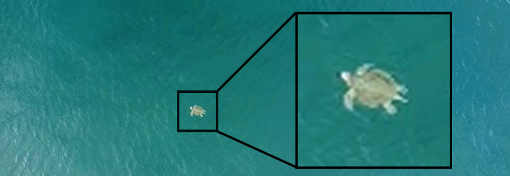 UAS with Sky Drone FPV for sea turtle research and conservation